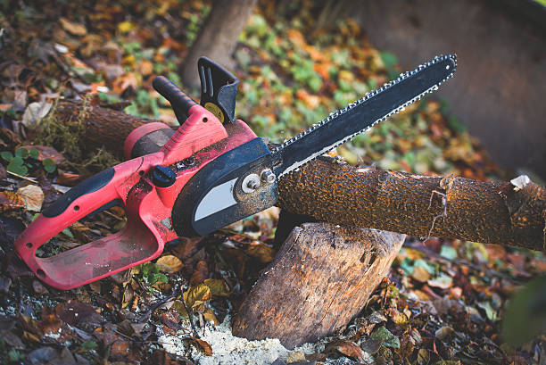 Best Tree Trimming and Pruning  in Palm Valley, TX